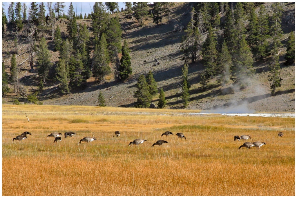 04 - Yellowstone NP (43).jpg